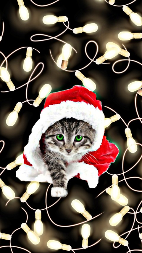 Christmas is on the way (๑^ں^๑)