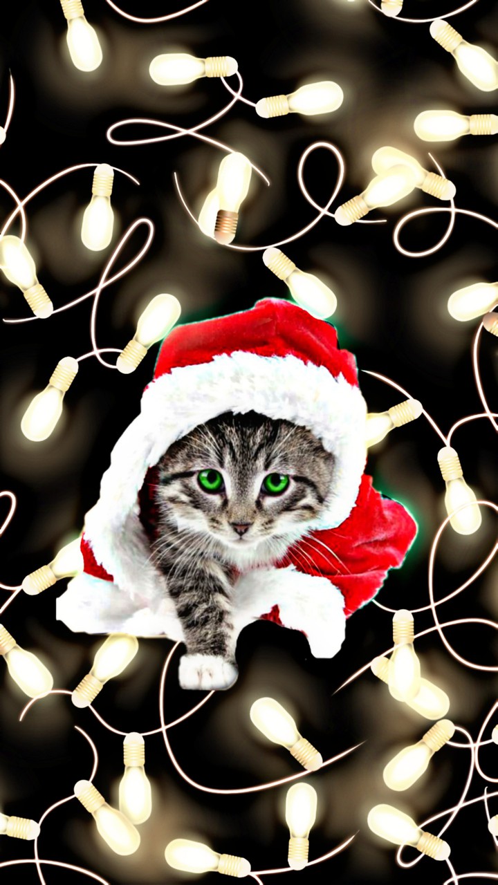 Christmas is on the way (๑^ں^๑)