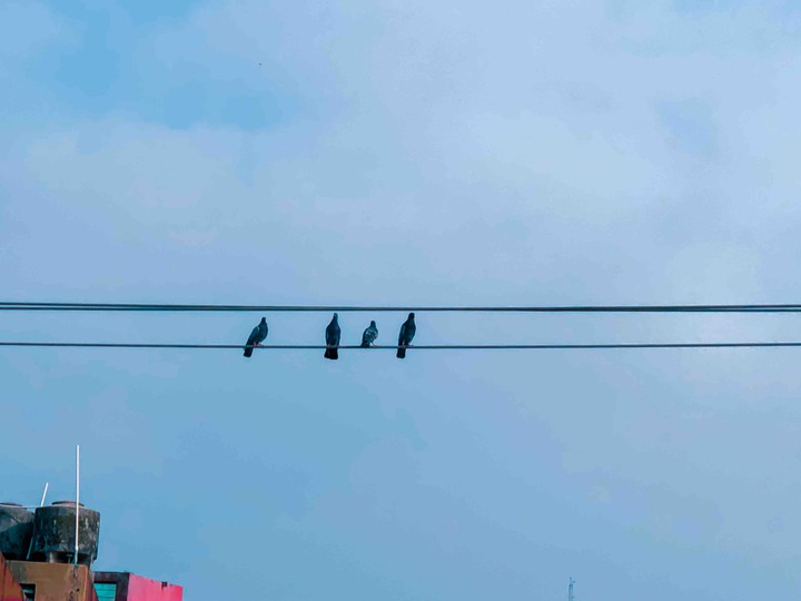 Birds