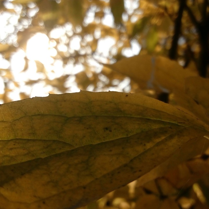 Autumn