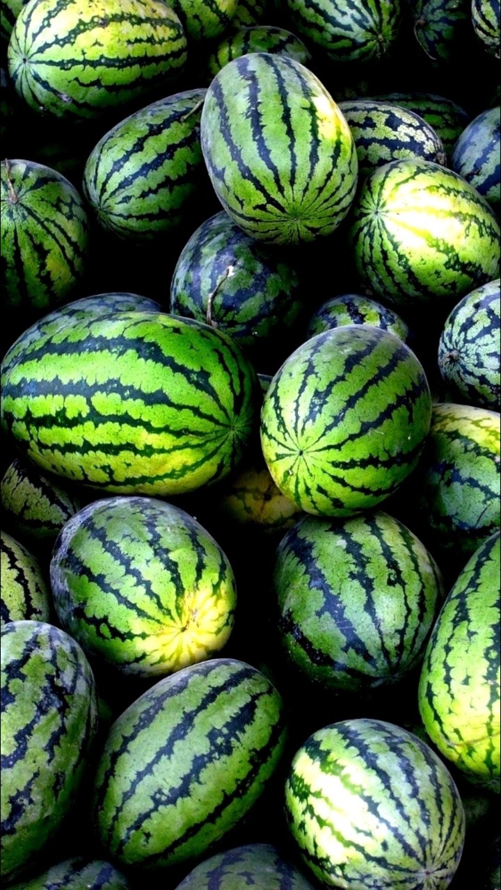 water melons