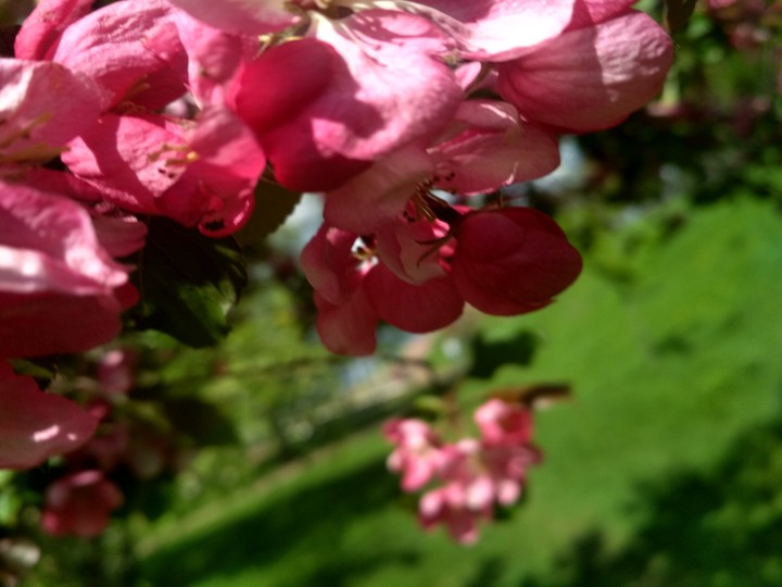 bloom
