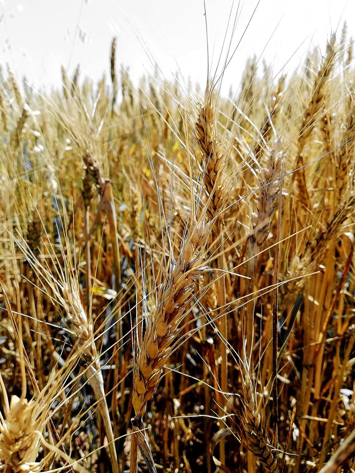 yellow wheat