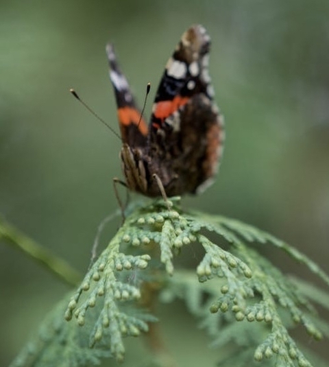 sfondi insect, pollinator