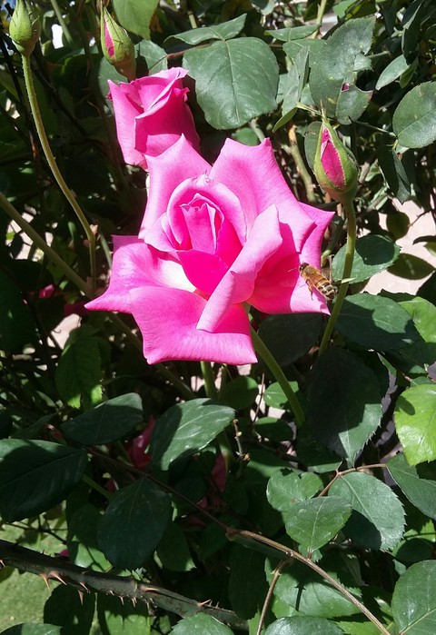 Pink Rose