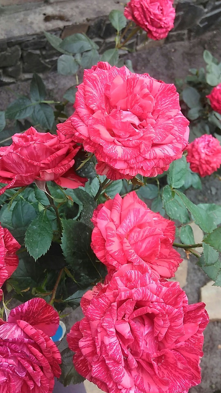 rozes