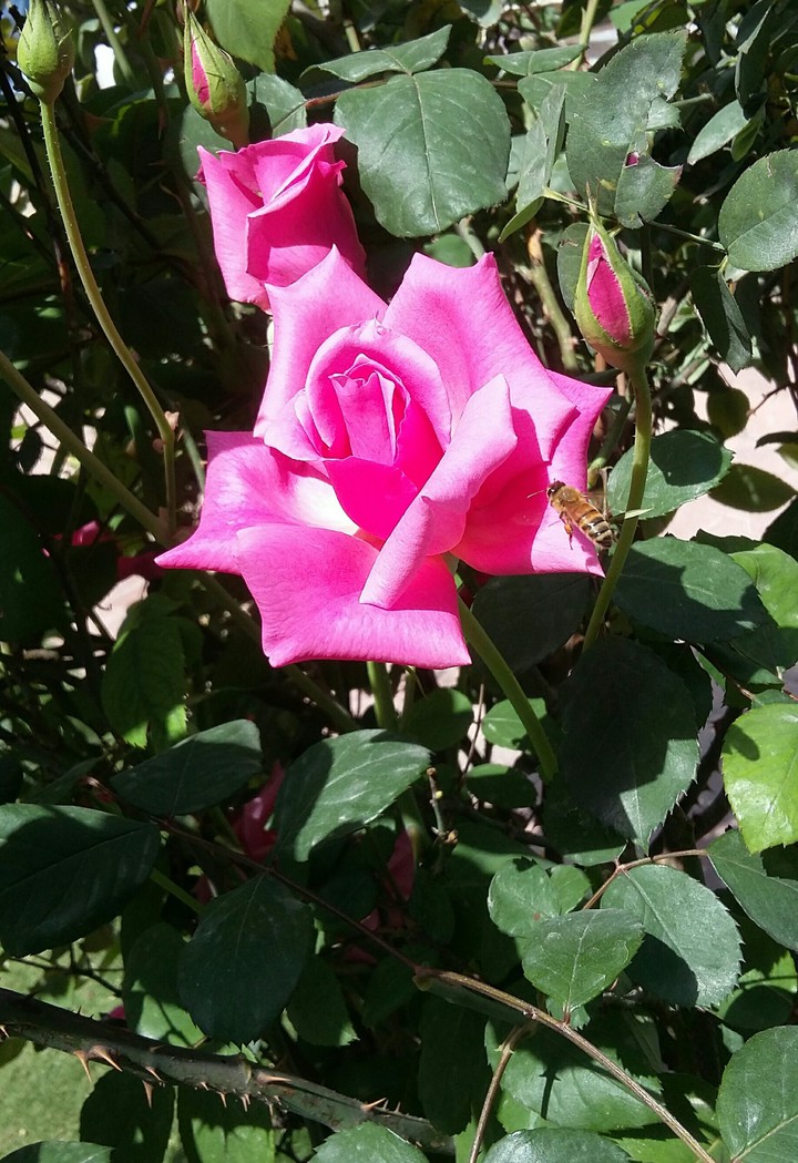 Pink Rose