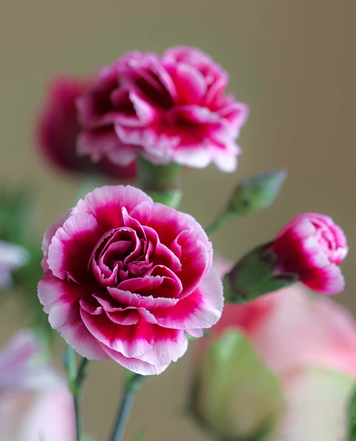Clove pink