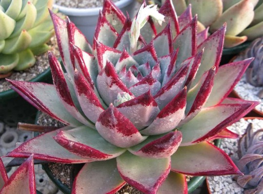 suculenta