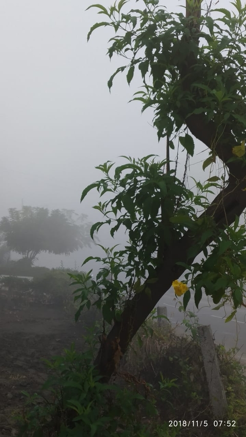 foggy morning