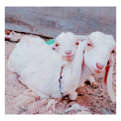 Milky Goats