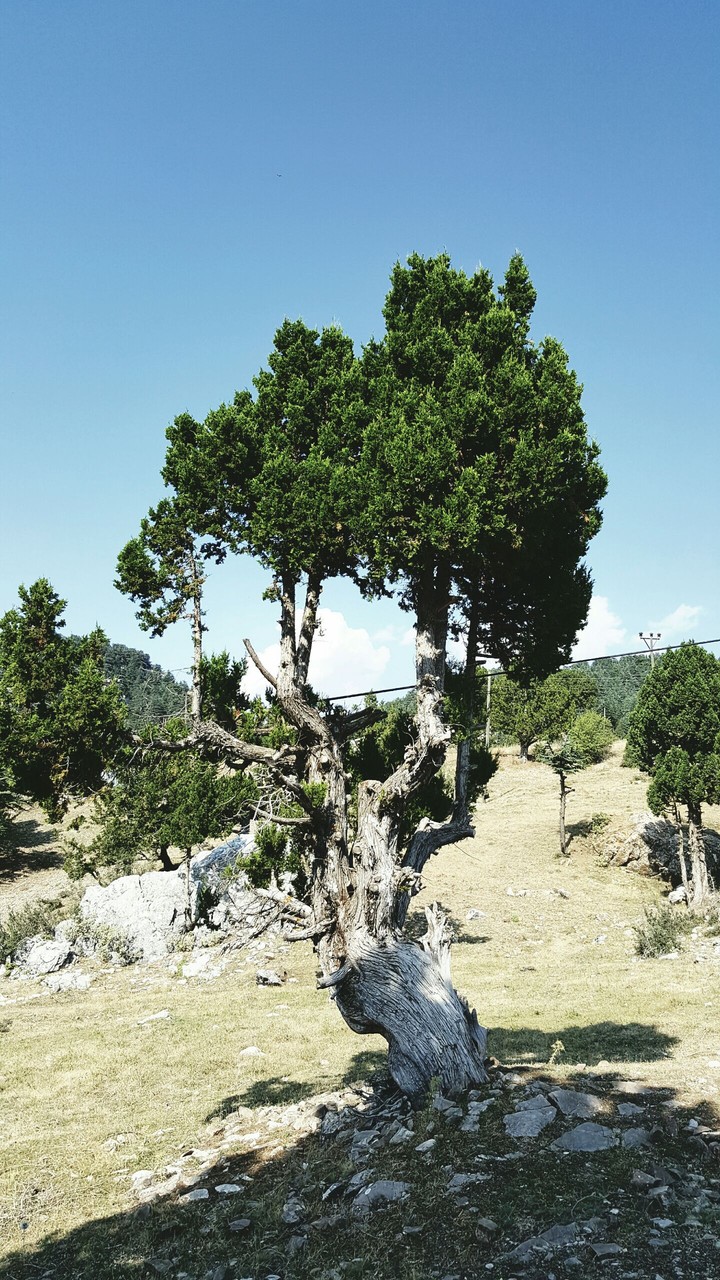 Doğa [Background]