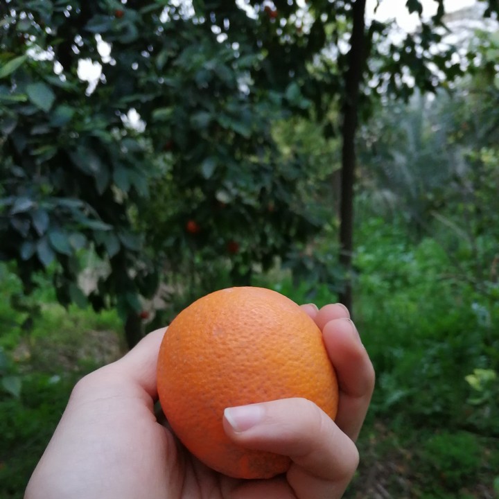 orange from diyala برتقال محافظة ديالى العراقية