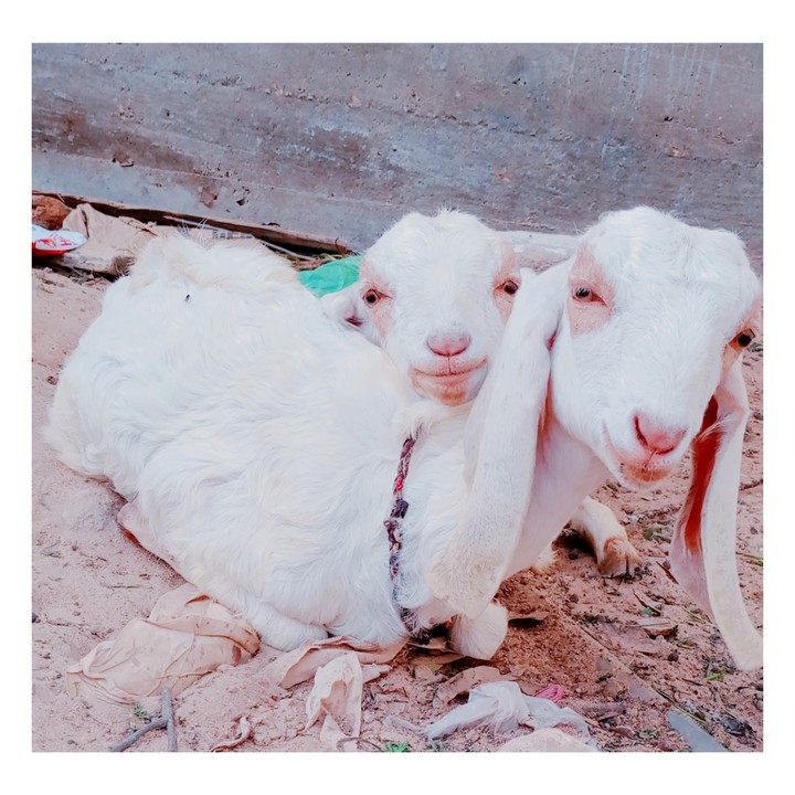 Milky Goats