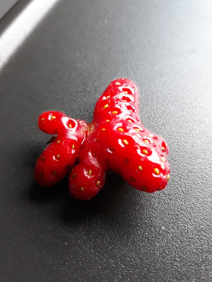 strawberry ???????????