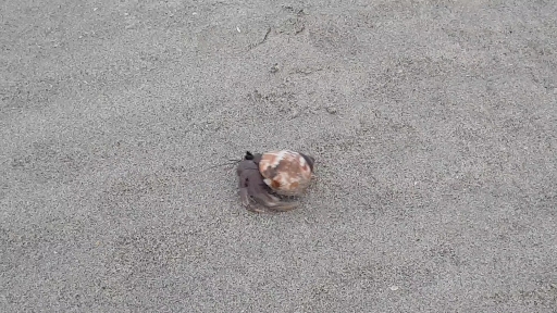 Look at the Crab Walking in the beach