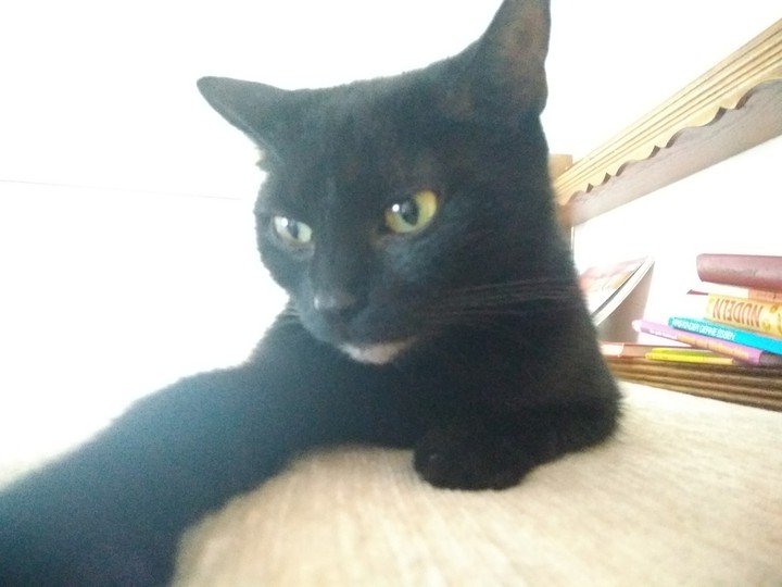 Saphira
