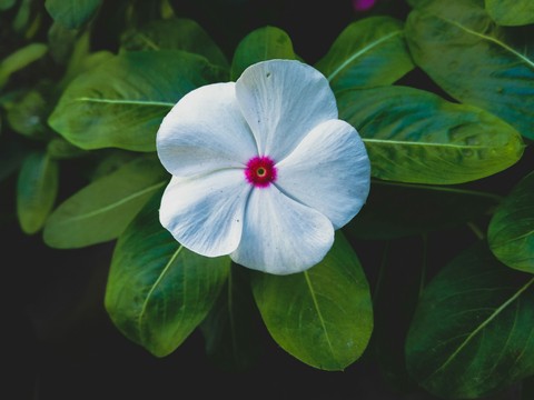 vinca