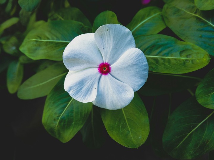 vinca