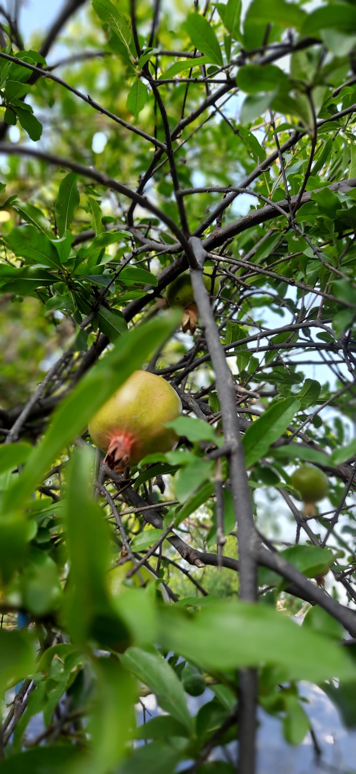 pomegranate