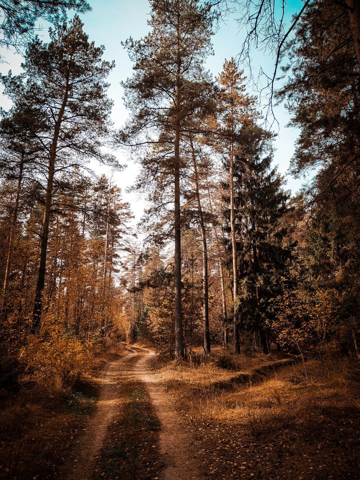 golden forest