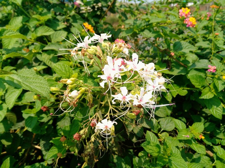 Flower
