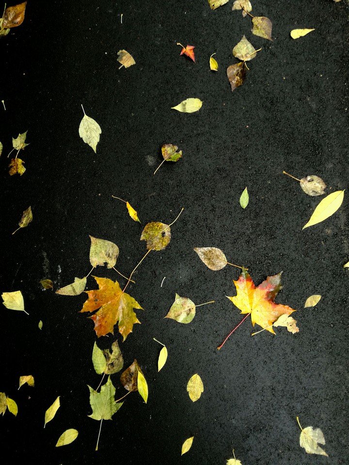 Autumn road