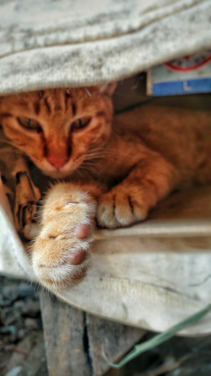 take my paw
