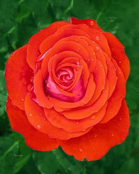 Beautiful rose.
