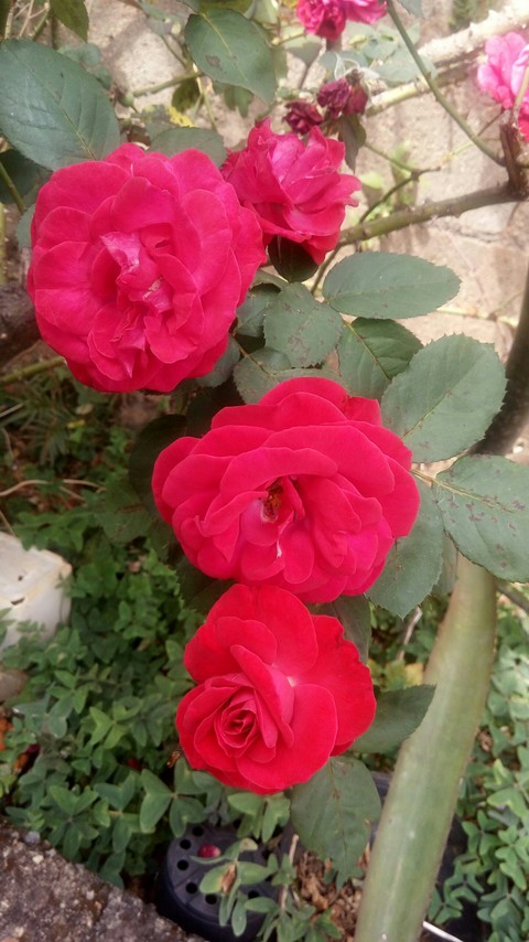 핑크, 핑크색 배경화면