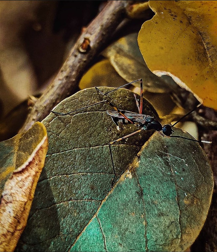 Leaf