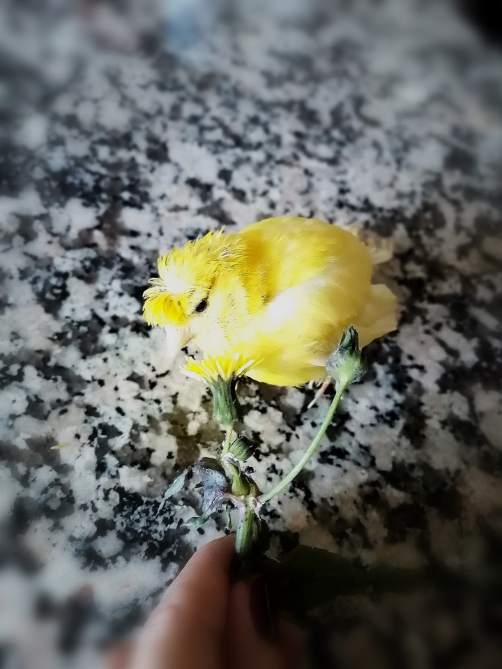 My sweet yellow canarian