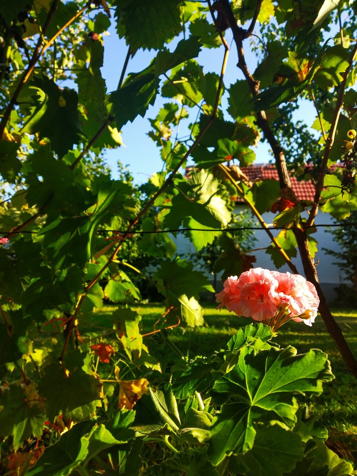 #nature #flower #garden