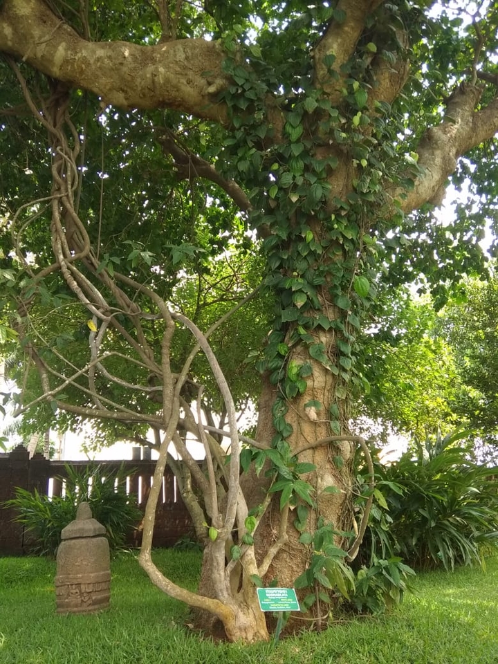 treeeeeee