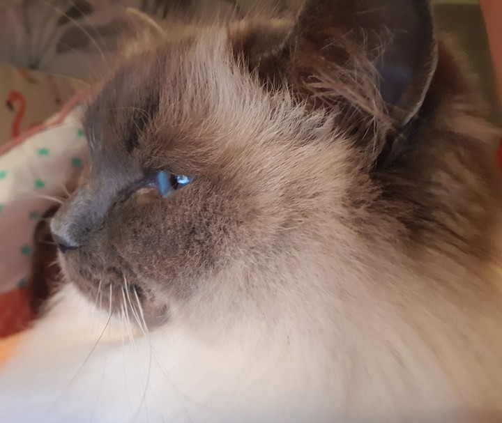 the pretty princess