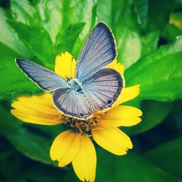 butterfly