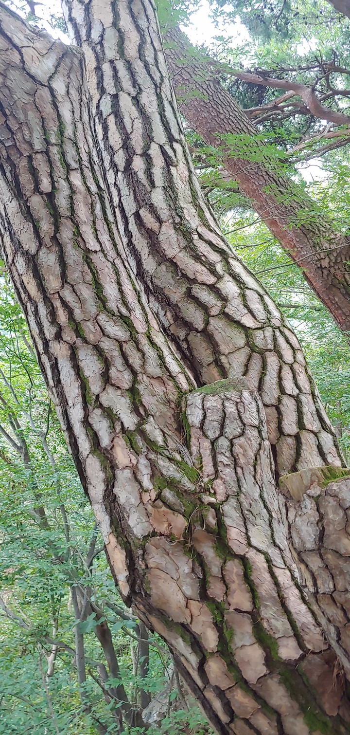 pine tree