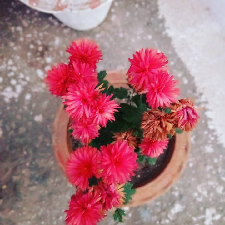 red flower