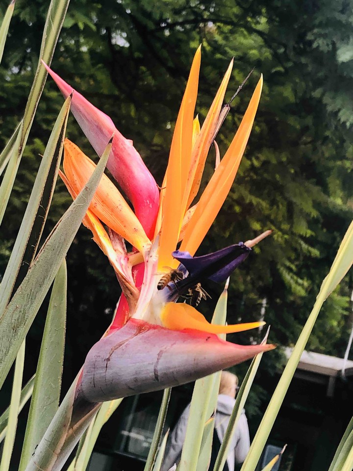 flower with noname - ?