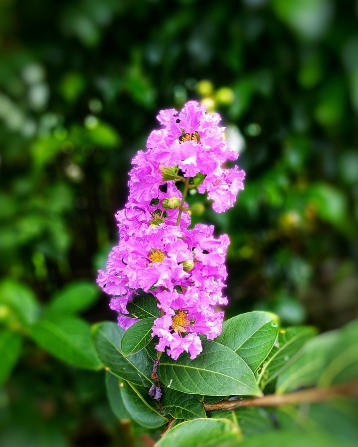 Summer flowers