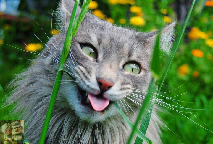 котэ плохо