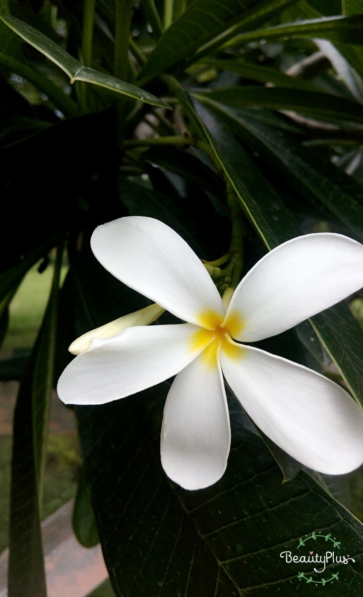 White Flower 
