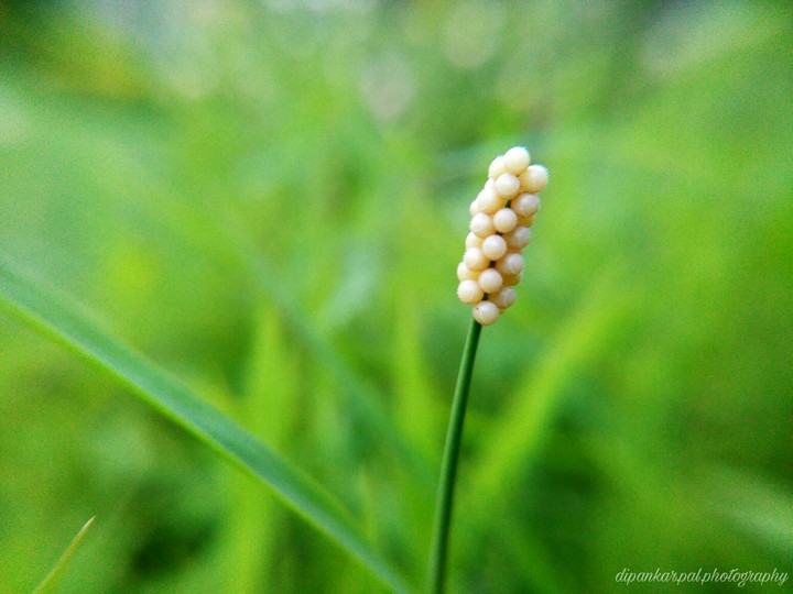 microphotography