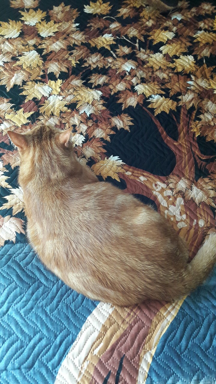 Кот на дереве..)
