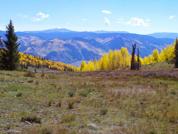 aspens