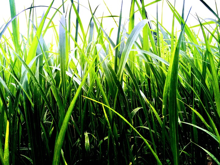 Go Green