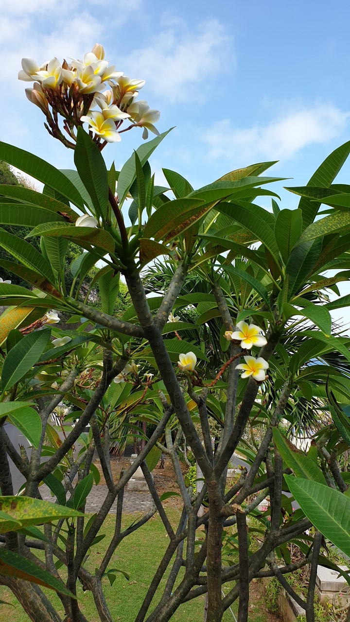 Franjipani