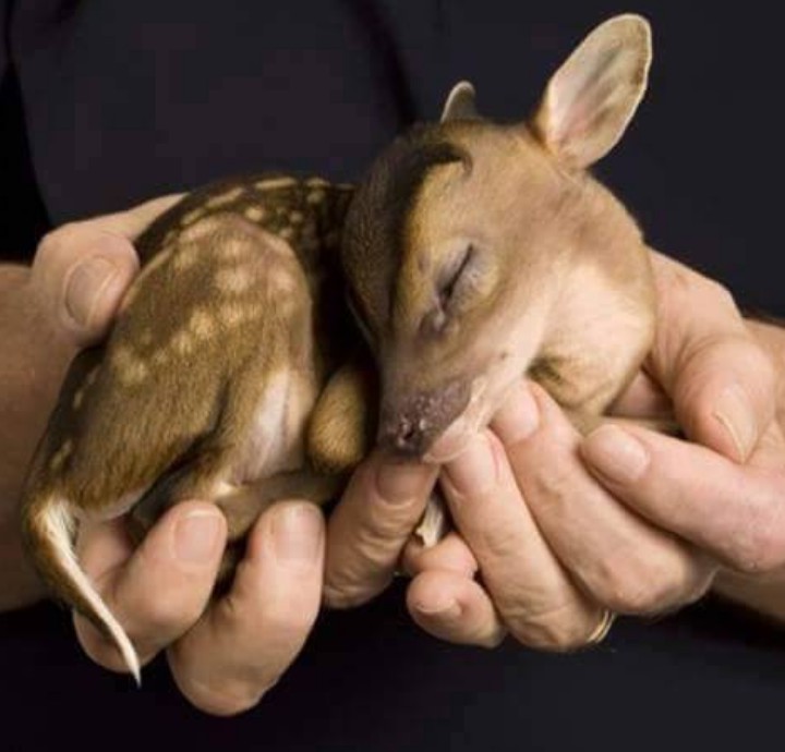 I Catch this Mini Bambi . .. Shooo chute. ..