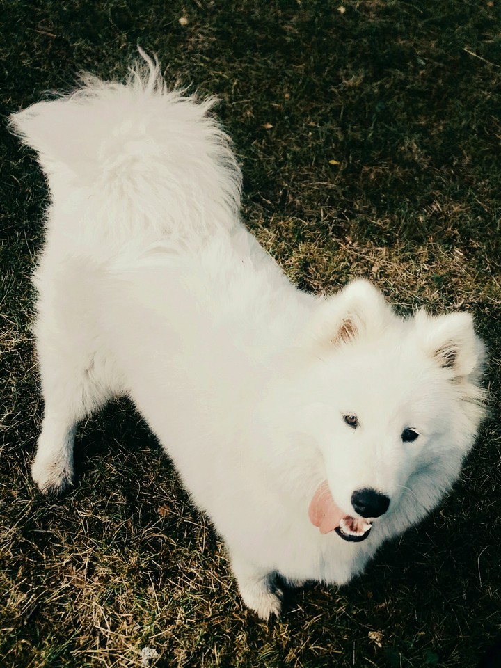 dog