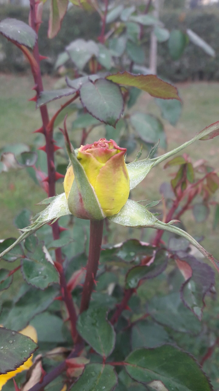 yellow rose